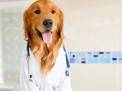 CAMPAÑA DE VACUNACIÓN ANTIRRÁBICA E IDENTIFICACIÓN