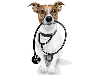 plan geriatrico canino y felino